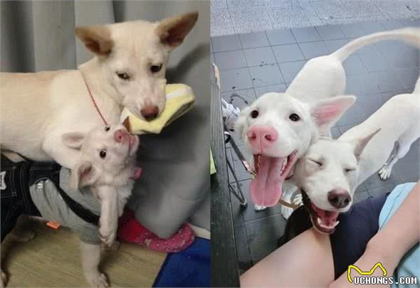 粉红鼻子大耳朵，主人说是狗狗，大家都觉得像猪