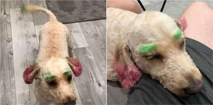 美国黄金贵宾犬被送去做美容却遭受到一万吨伤害