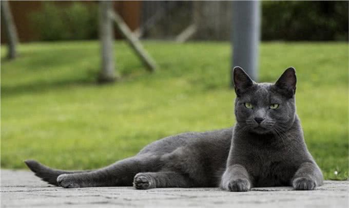 聪明活泼的俄罗斯蓝猫