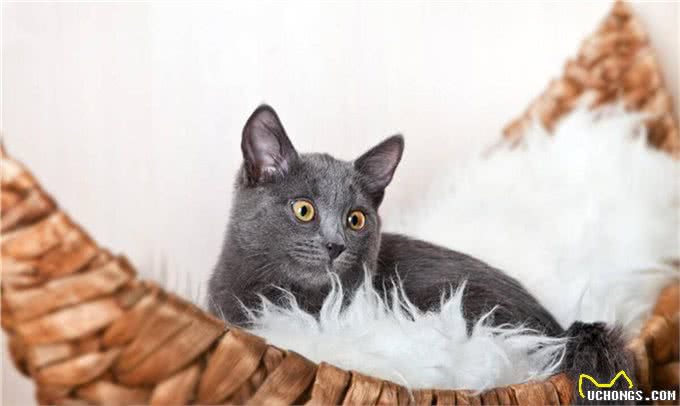 聪明活泼的俄罗斯蓝猫