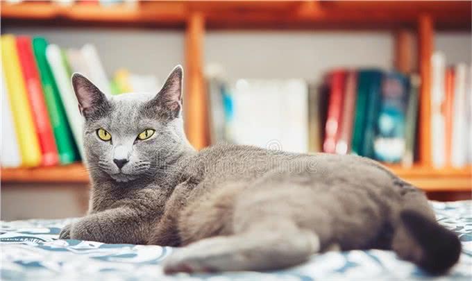 聪明活泼的俄罗斯蓝猫