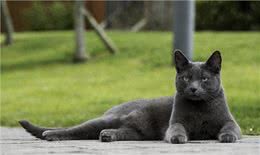聪明活泼的俄罗斯蓝猫