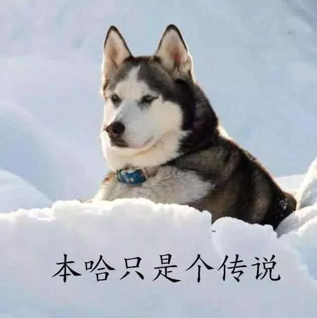 不敢相信二哈曾是雪橇犬?其实二哈真不傻!它们只是水土不服而已