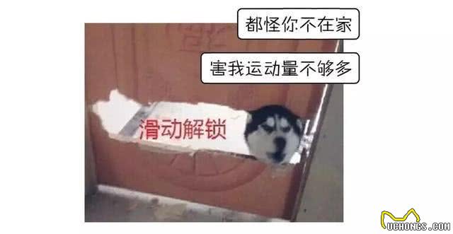 不敢相信二哈曾是雪橇犬?其实二哈真不傻!它们只是水土不服而已
