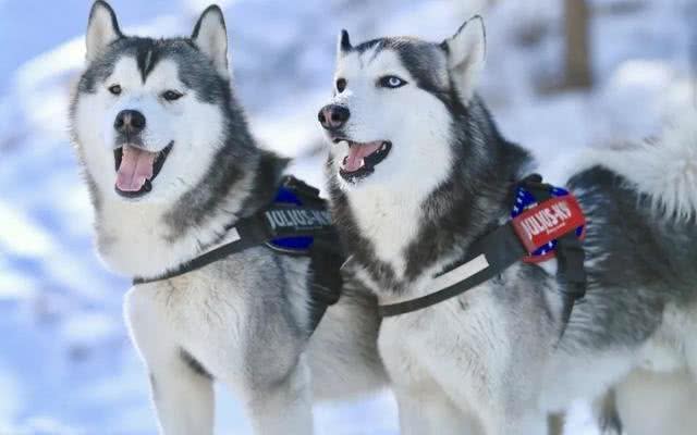 不敢相信二哈曾是雪橇犬?其实二哈真不傻!它们只是水土不服而已