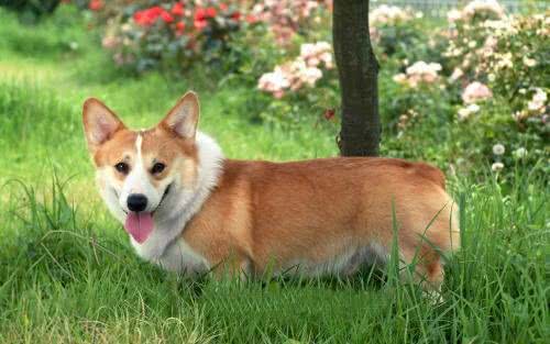 你知道服从率高达85%的犬有哪些吗?都来认识一下吧!