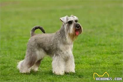 你知道服从率高达85%的犬有哪些吗?都来认识一下吧!