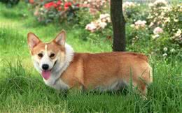 你知道服从率高达85%的犬有哪些吗?都来认识一下吧!