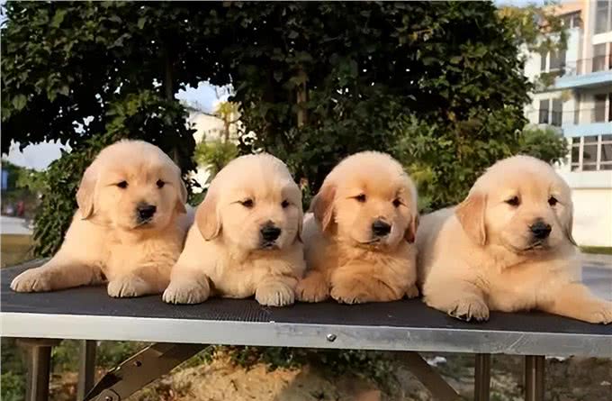 买金毛犬，要牢记这5点，轻松辨别假金毛，以后别买错