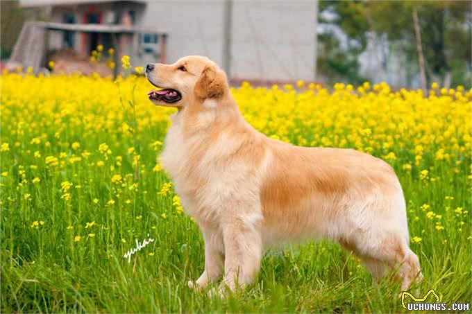 买金毛犬，要牢记这5点，轻松辨别假金毛，以后别买错