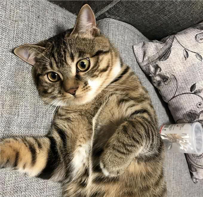 你认识几种猫
