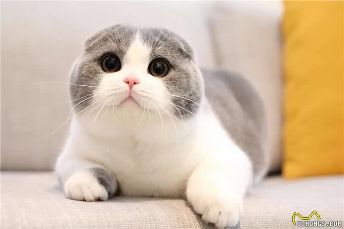 你认识几种猫