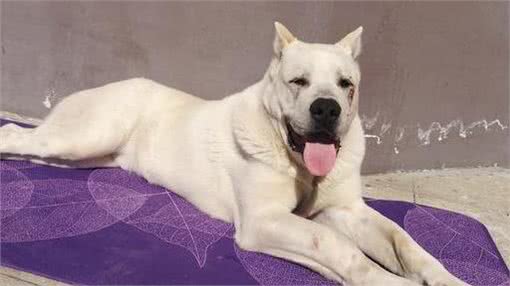 现代猛犬的断尾裁耳，取决于饲养用途和条件（以中亚牧羊犬为例）