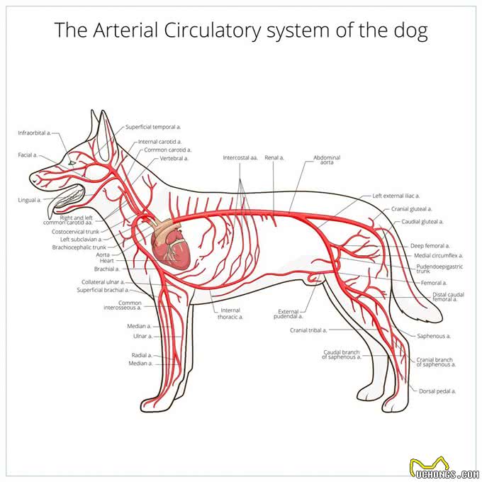 现代猛犬的断尾裁耳，取决于饲养用途和条件（以中亚牧羊犬为例）