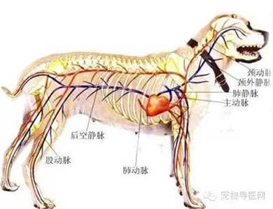 现代猛犬的断尾裁耳，取决于饲养用途和条件（以中亚牧羊犬为例）
