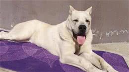 现代猛犬的断尾裁耳，取决于饲养用途和条件（以中亚牧羊犬为例）