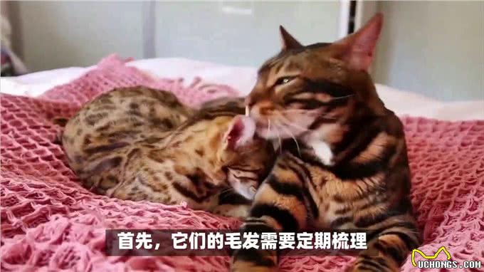 新宠来袭!说说孟加拉豹猫