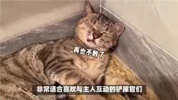 新宠来袭!说说孟加拉豹猫