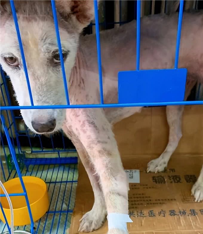 拖把犬靠学员投喂活着,被好心女子收养后,成功完成逆袭