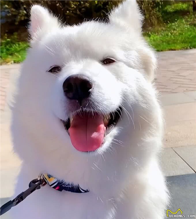 拖把犬靠学员投喂活着,被好心女子收养后,成功完成逆袭