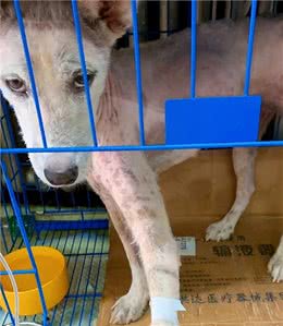拖把犬靠学员投喂活着，被好心女子收养后，成功完成逆袭