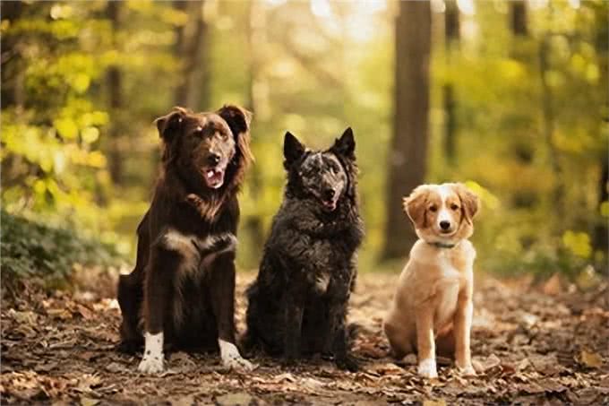 如何将爱犬培养成温柔的性格?主人必学的五大要点!