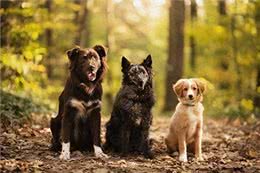 如何将爱犬培养成温柔的性格?主人必学的五大要点!