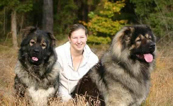 看看比藏獒还强悍的凶犬高加索犬的前世今生