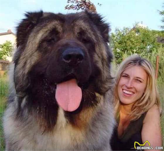 看看比藏獒还强悍的凶犬高加索犬的前世今生