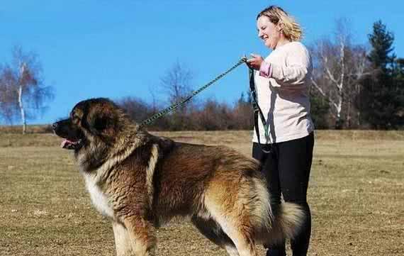 看看比藏獒还强悍的凶犬高加索犬的前世今生