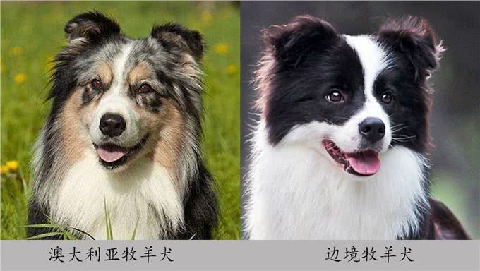 让你一眼分辨出真假美猴王—澳牧和边牧
