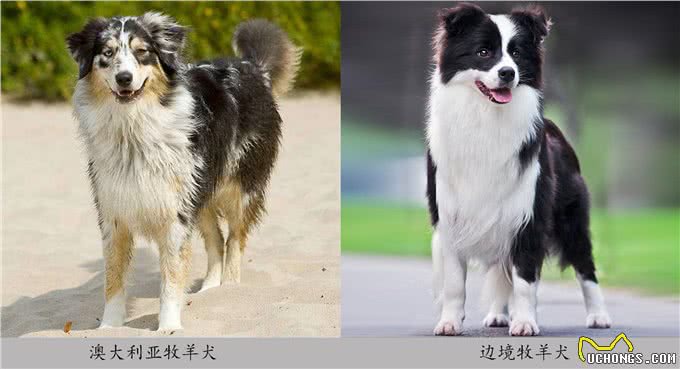 让你一眼分辨出真假美猴王—澳牧和边牧