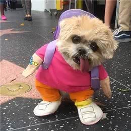 那些脑洞大开的狗狗名字，就很服它们的铲屎官