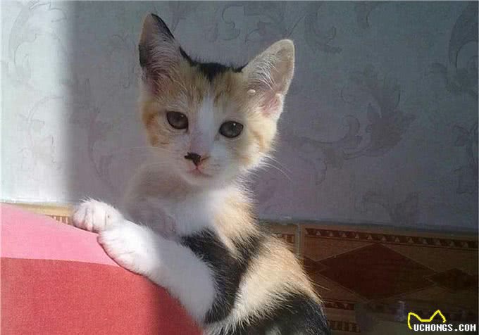 猫咪爱吃鱼但是不会游泳?真是游泳健将，不下水只是不愿湿了毛发
