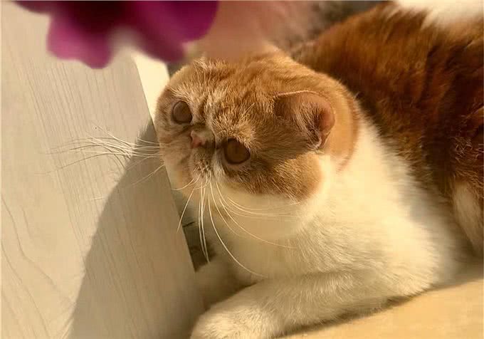猫咪爱吃鱼但是不会游泳?真是游泳健将，不下水只是不愿湿了毛发