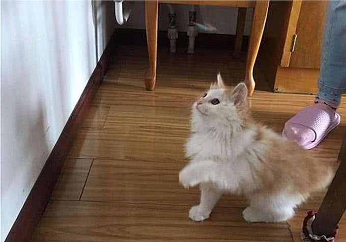 猫咪爱吃鱼但是不会游泳?真是游泳健将，不下水只是不愿湿了毛发