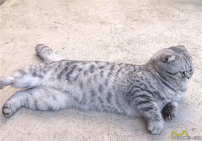 猫咪爱吃鱼但是不会游泳?真是游泳健将，不下水只是不愿湿了毛发