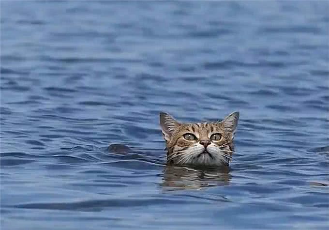 猫咪爱吃鱼但是不会游泳?真是游泳健将，不下水只是不愿湿了毛发