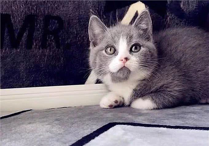 猫咪爱吃鱼但是不会游泳?真是游泳健将，不下水只是不愿湿了毛发