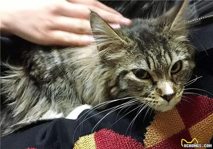 猫咪爱吃鱼但是不会游泳?真是游泳健将，不下水只是不愿湿了毛发