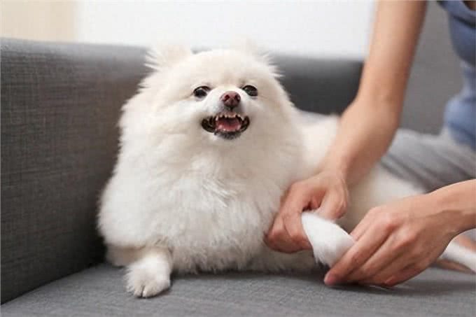 狗狗咔地叫，背后隐藏的心理与应对方法