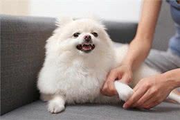 狗狗咔地叫，背后隐藏的心理与应对方法