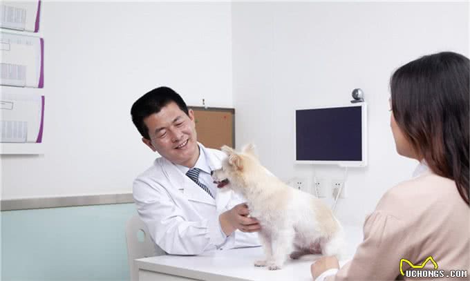 狗狗趴在地上祈祷?原因不容小视!