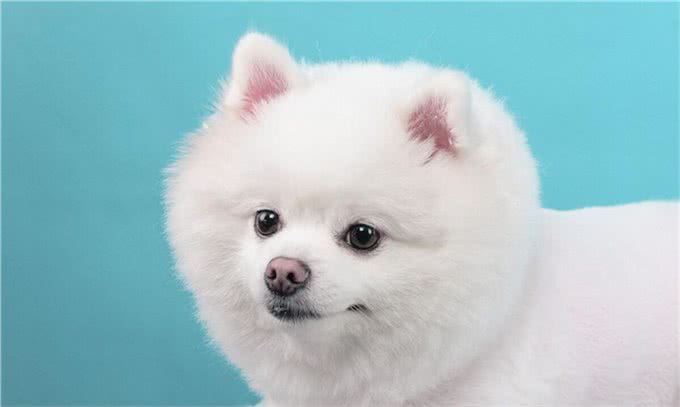 科普|被狗咬了应该如何接种狂犬疫苗?
