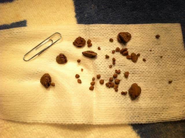 辟谣:狗狗憋尿是肾好?小心患上膀胱结石，可能导致膀胱破裂