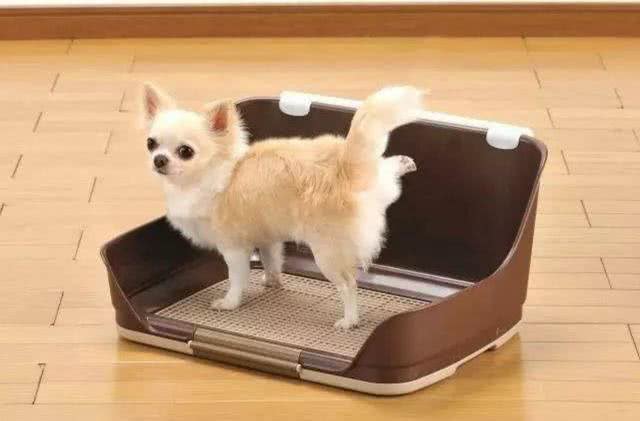 辟谣:狗狗憋尿是肾好?小心患上膀胱结石，可能导致膀胱破裂