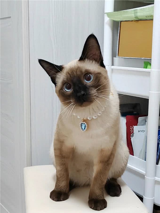 适合女生养的猫—暹罗猫