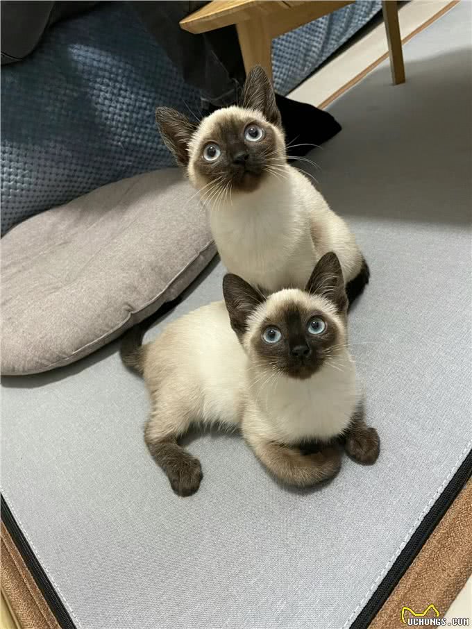 适合女生养的猫—暹罗猫