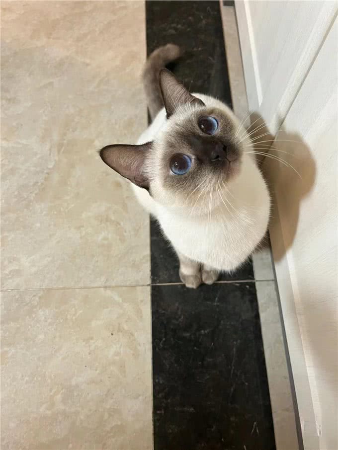 适合女生养的猫—暹罗猫
