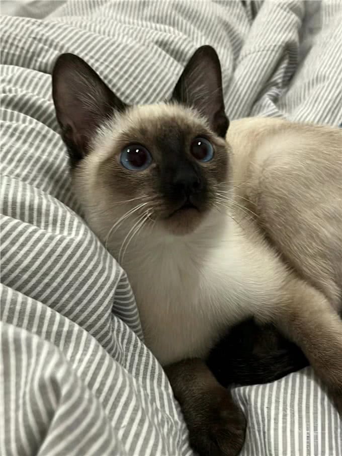 适合女生养的猫—暹罗猫